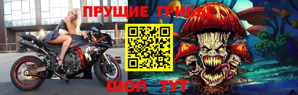 Псилоцибиновые грибы Psilocybe Ачхой-Мартан